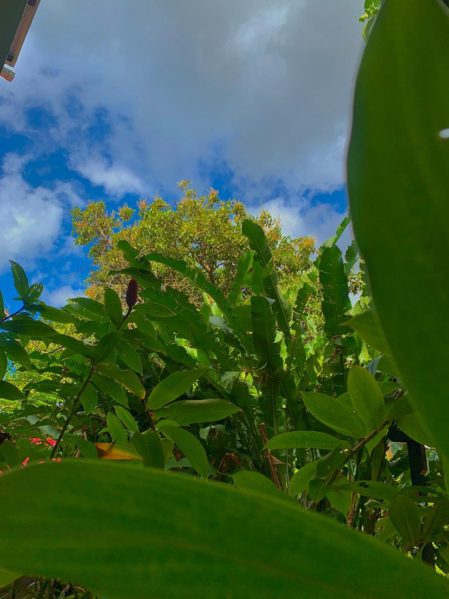 Le Petit Paradis Roseau Kültér fotó