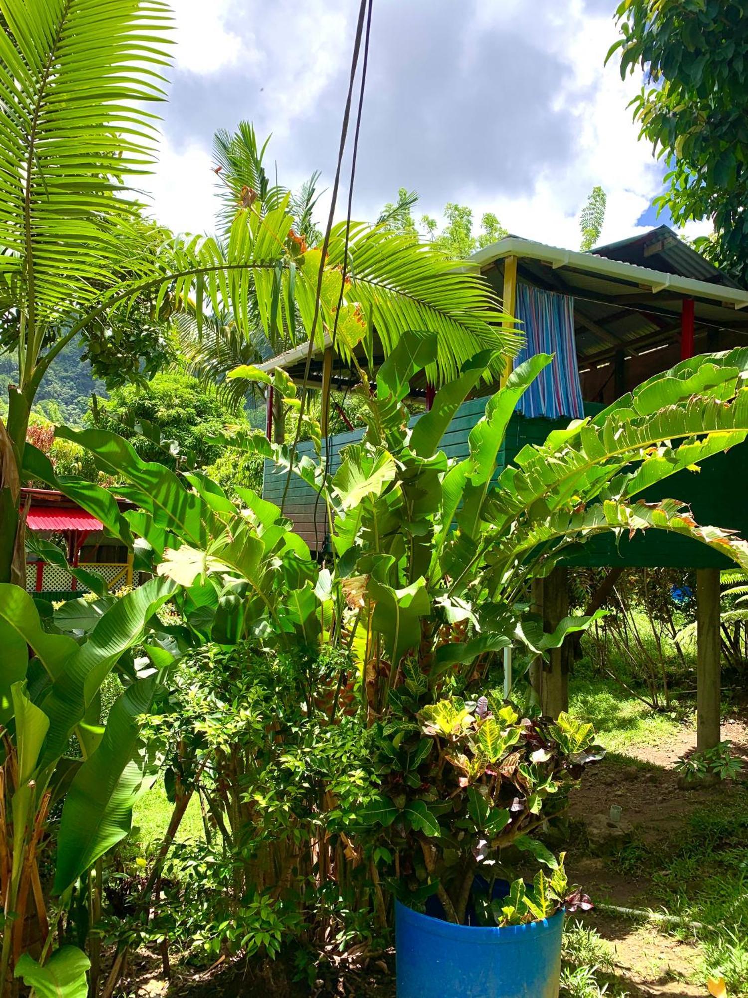 Le Petit Paradis Roseau Kültér fotó
